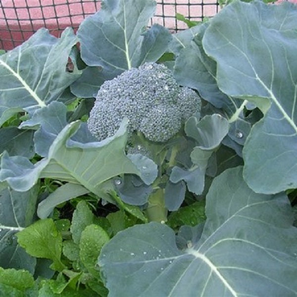 Broccoli Waltham Sprouting - Saanich Organics