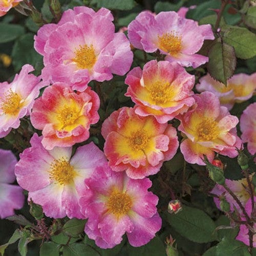 Watercolors Home Run - Weeks Rose