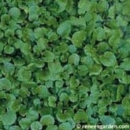 Watercress English - Renee's Garden Seeds