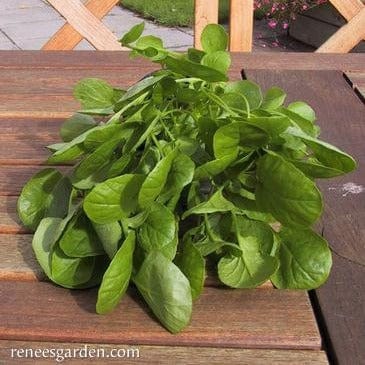 Watercress English - Renee's Garden Seeds