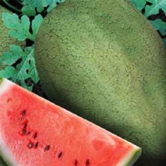 Watermelon Early Canada Improved - McKenzie Seeds