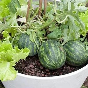 Mini Love Watermelon