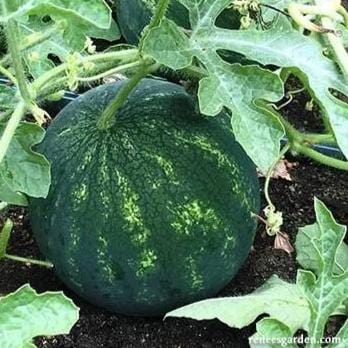 Mini Love Watermelon