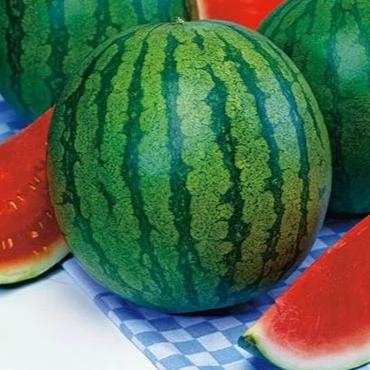 Mini Love Watermelon