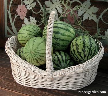 Watermelon Rainbow Sherbet - Renee's Garden