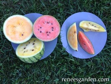 Watermelon Rainbow Sherbet - Renee's Garden