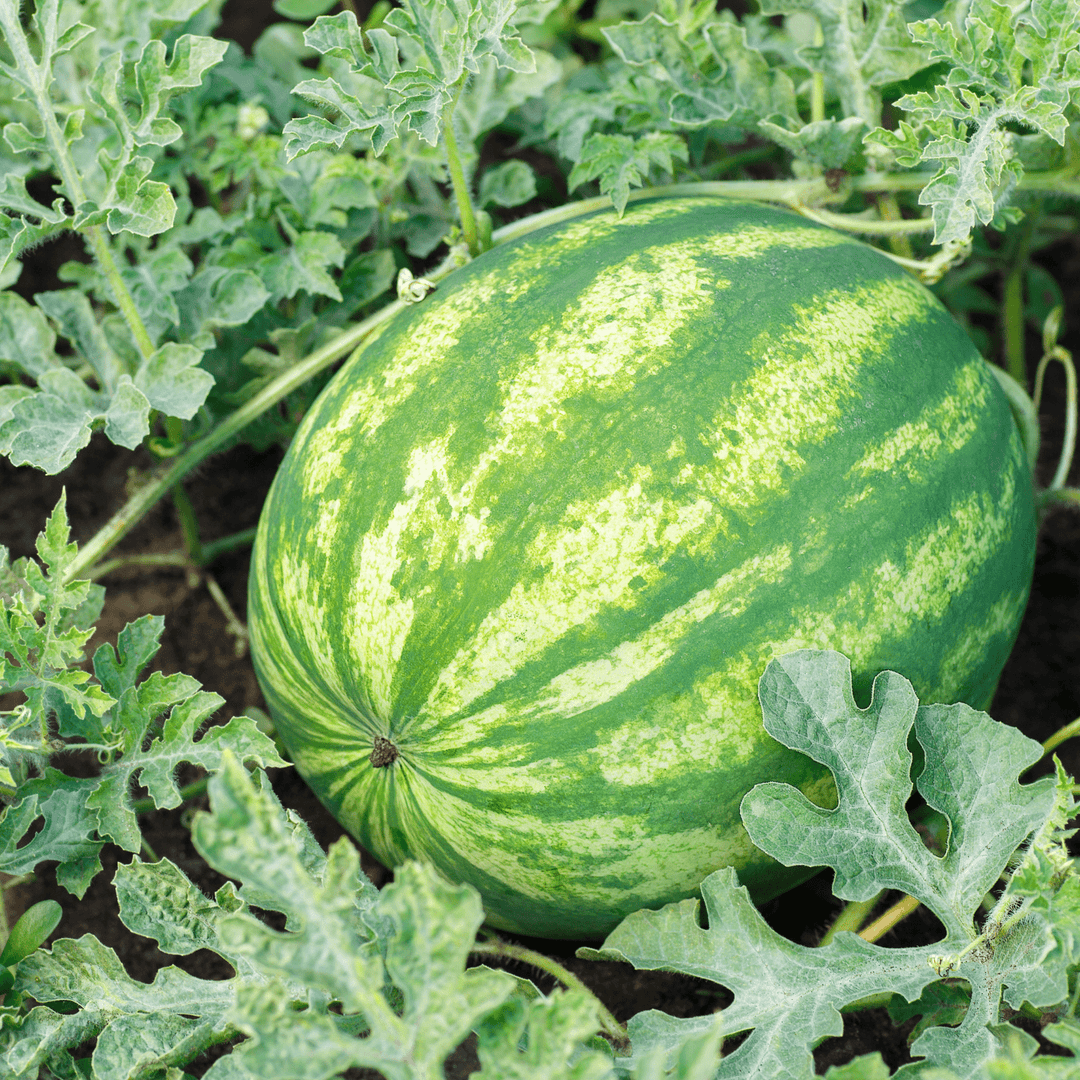 Watermelon Sugar Baby - Salt Spring Seeds