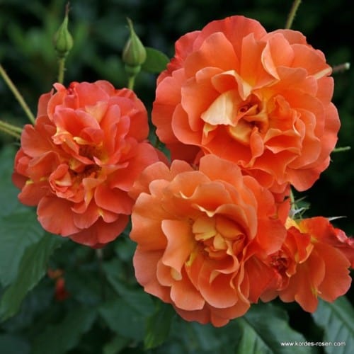 Westerland - Weeks Rose