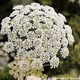 White Bishop's Lace - Renee's Garden Seeds