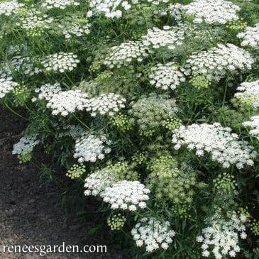 White Bishop's Lace - Renee's Garden Seeds