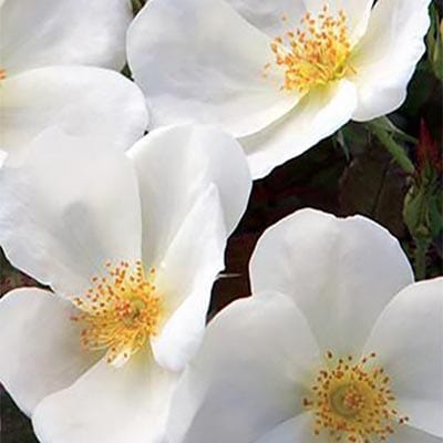 White Knock Out - Weeks Rose