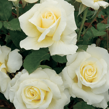 White Licorice - Weeks Rose