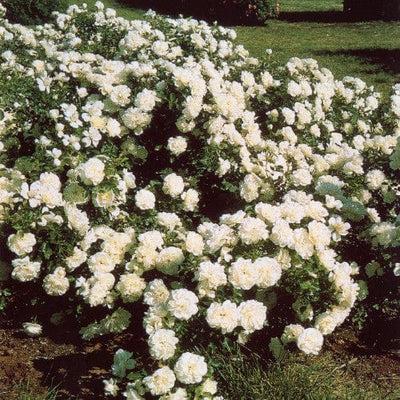 White Meidiland - Weeks Rose