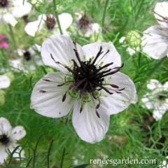 White Nigella Bridal Veil - Renee's Garden Seeds