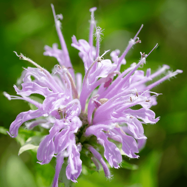Wild Bergamot Monarda - Salt Spring Seeds