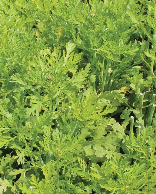 Wild Greens Edible Chrysanthemum Shungiku - West Coast Seeds