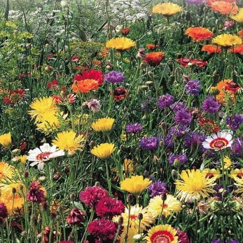 mckenzie wildflower seeds Wildflower All Purpose Mix Bag