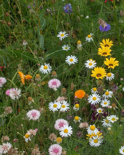 Wildflower Biodiversity - West Coast Seeds