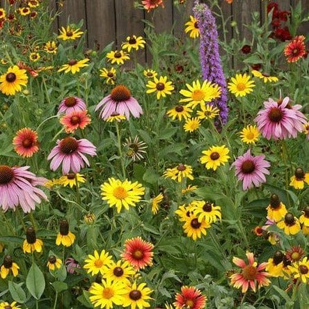 Wildflower Great Lakes Blend - West Coast Seeds