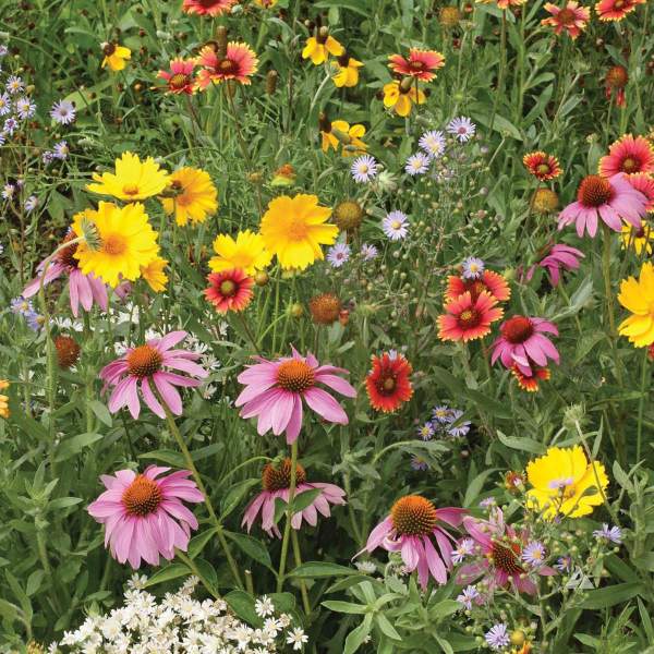 Wildflower Pollinator Mix - Saanich Organics