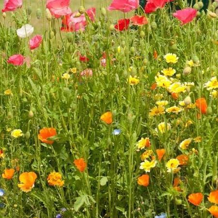 Wildflowers Bee Garden - West Coast Seeds