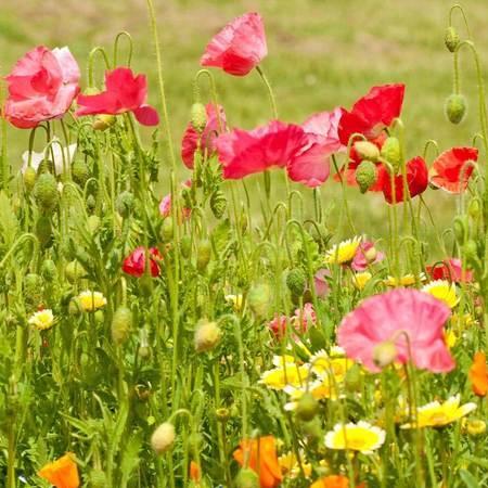 Wildflowers Bee Garden - West Coast Seeds