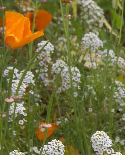 Wildflowers Beneficial Insect Blend - West Coast Seeds