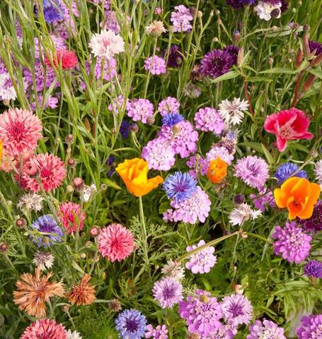 west coast seeds wildflower mix Wildflowers Butterfly Blend