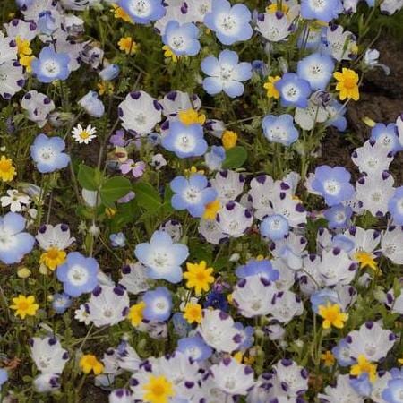 Wildflowers Lawn Alternative - West Coast Seeds  