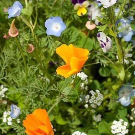 Wildflowers Lawn Alternative - West Coast Seeds  