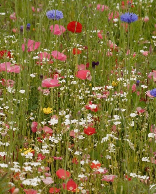 Wildflowers Pacific NW Blend Sprinkle Bag - West Coast Seeds