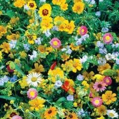 Wildflowers Perennial Mix - Burpee Seeds