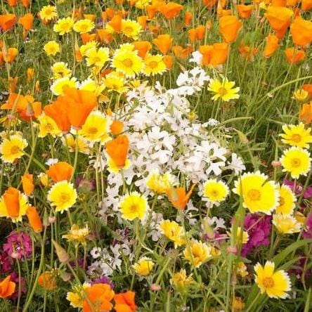 Wildflowers Xeriscaping - West Coast Seed
