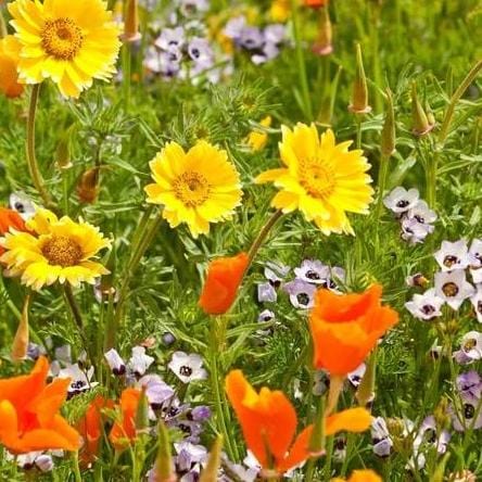 Wildflowers Xeriscaping - West Coast Seed