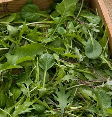 Winter Greens Mix - Saanich Organics