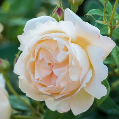 Wollerton Old Hall - David Austin Rose