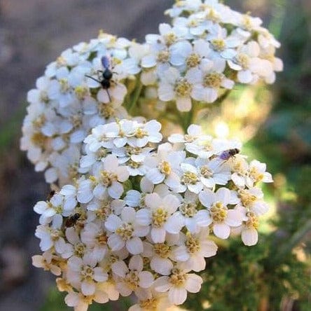 Yarrow Western  - West Coast Seeds