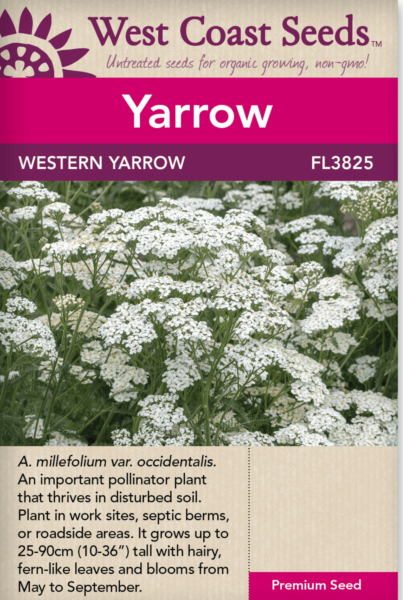 Yarrow Western  - West Coast Seeds