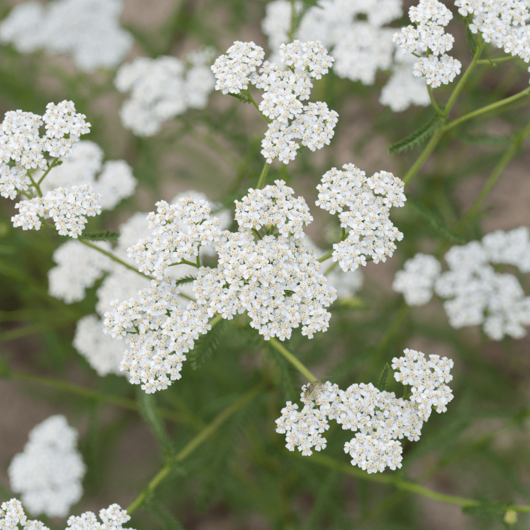 Yarrow White - Mr.Fothergill's Seeds