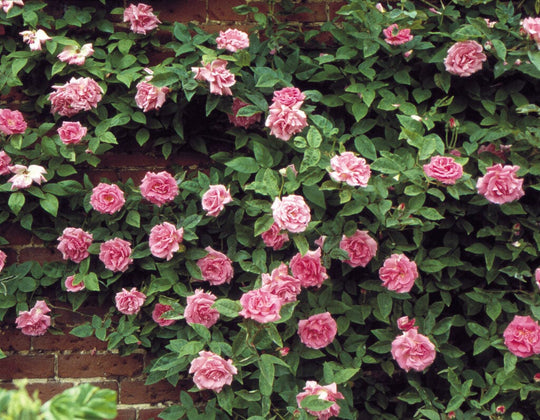 Zephirine Drouhin - Star Roses and Plants