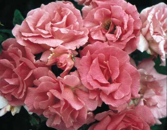 Zephirine Drouhin - Star Roses and Plants