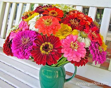 Zinnia Blue Point Bouquet - Renee's Garden