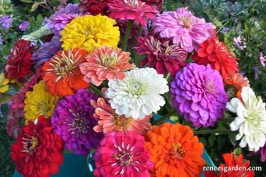 Zinnia Blue Point Bouquet - Renee's Garden