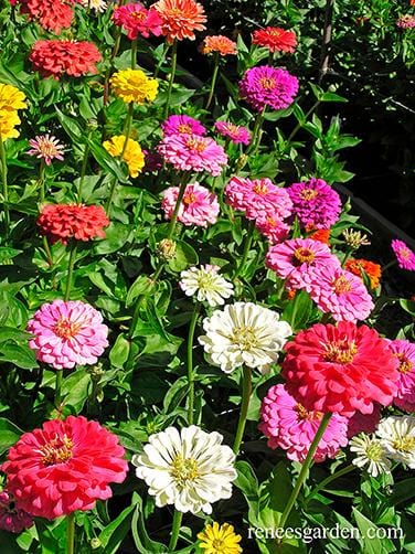 Zinnia Blue Point Bouquet - Renee's Garden