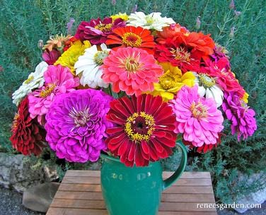 Zinnia Blue Point Bouquet - Renee's Garden