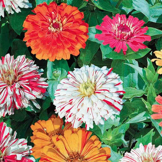 Zinnia Candy Cane - McKenzie Seeds 