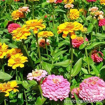 Zinnia Cut and Come Again - Renee's Garden Seeds