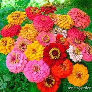 Zinnia Cut and Come Again - Renee's Garden Seeds