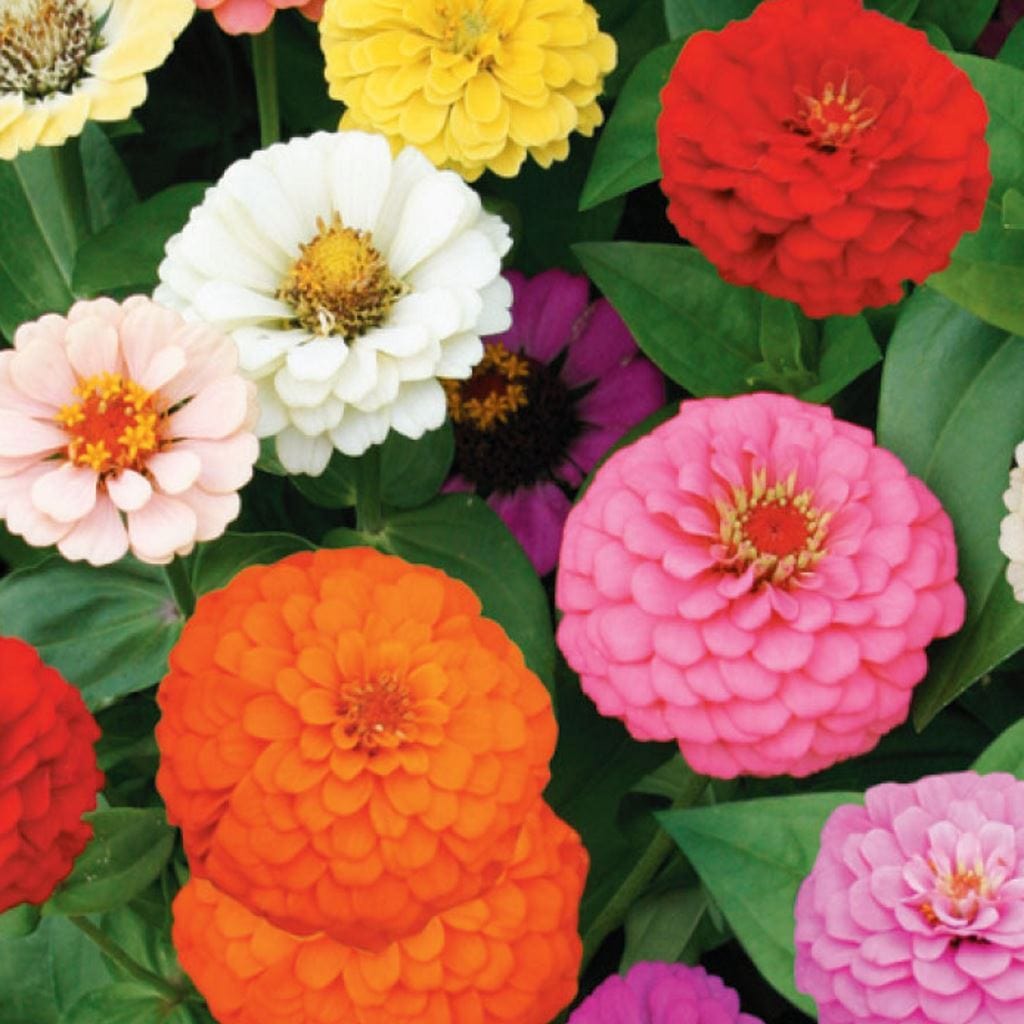 Zinnia Cut and Come Again, Sow Easy - McKenzie Seeds