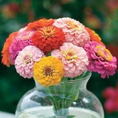 Zinnia Cut & Come Again - Burpee Seeds